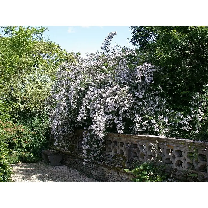 Pflanzen für dich Prunkspiere 60-100 cm - Kolkwitzia amabilis, 60 cm - 100 cm, Rosa - Ein dicht blühender weißer Strauch, der über eine strukturierte Steinmauer mit Zierleiste in einem Garten fällt.