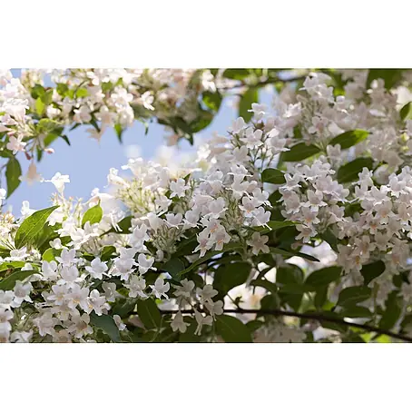Pflanzen für dich  Prunkspiere 60-100 cm