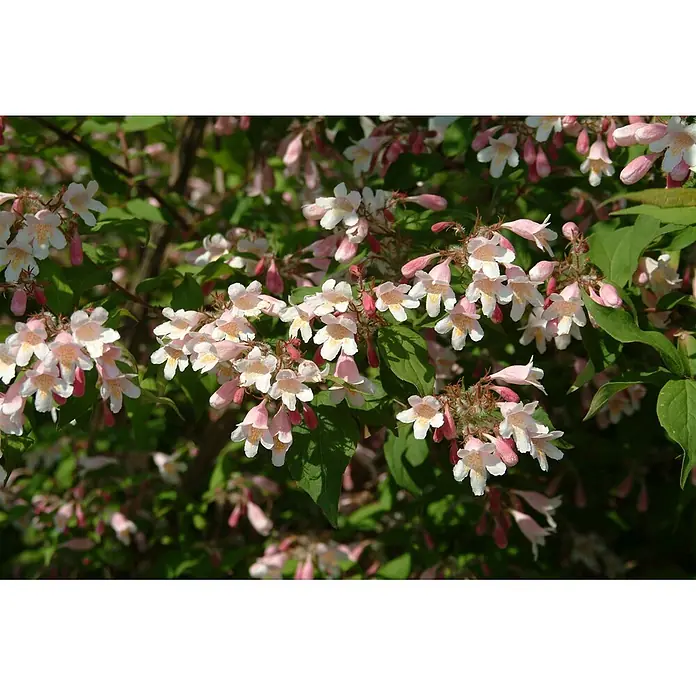 Pflanzen für dich Prunkspiere 60-100 cm - Kolkwitzia amabilis, 60 cm - 100 cm, Rosa - Nahaufnahme eines Busches mit zahlreichen hellrosa und weißen glockenförmigen Blüten und grünen Blättern.
