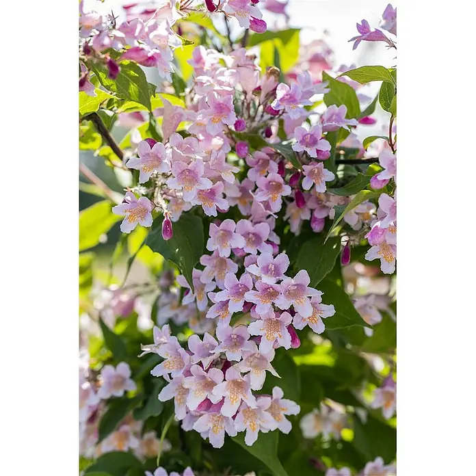 Pflanzen für dich Prunkspiere 60-100 cm - Kolkwitzia amabilis, 60 cm - 100 cm, Rosa - Nahaufnahme eines blühenden Strauchs mit zarten rosa und weißen Blüten, gelben Zentren und dunkelrosa Knospen.