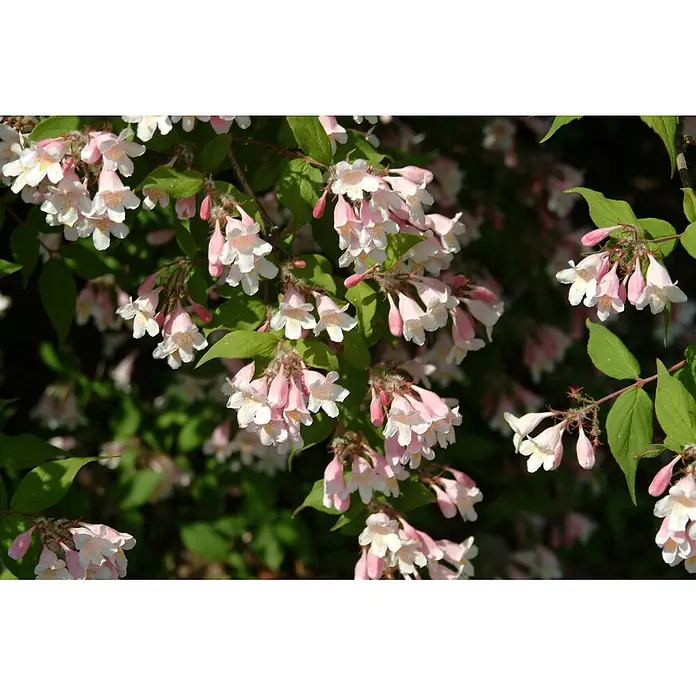 Pflanzen für dich Prunkspiere 60-100 cm - Kolkwitzia amabilis, 60 cm - 100 cm, Rosa - Zarte, glockenförmige Blüten in Rosa und Weiß in Büscheln zwischen leuchtend grünen Blättern einer Pflanze.