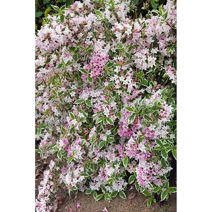 Pflanzen für dich Weigelie 40-60 cm - Weigela florida 'Variegata', 40 cm - 60 cm - Buschige Pflanze mit vielen rosa-weißen Blüten und grün-bunten Blättern.