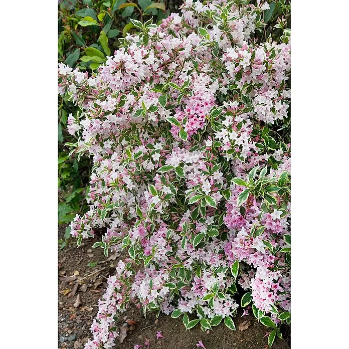 Pflanzen für dich Weigelie 40-60 cm - Weigela florida 'Variegata', 40 cm - 60 cm - Blühender panaschierter Weigelie-Strauch mit grün-cremefarbenen Blättern, bedeckt mit zahlreichen rosa-weißen Blüten im Garten.