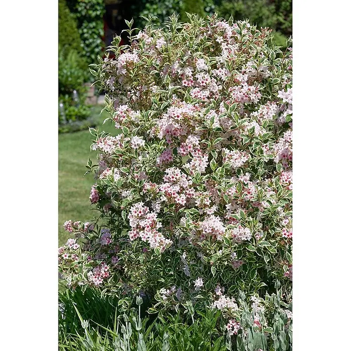 Pflanzen für dich Weigelie 40-60 cm - Weigela florida 'Variegata', 40 cm - 60 cm - Buntlaubiger Weigelie-Strauch mit zarten rosa Blüten und grün-weißen Blättern.