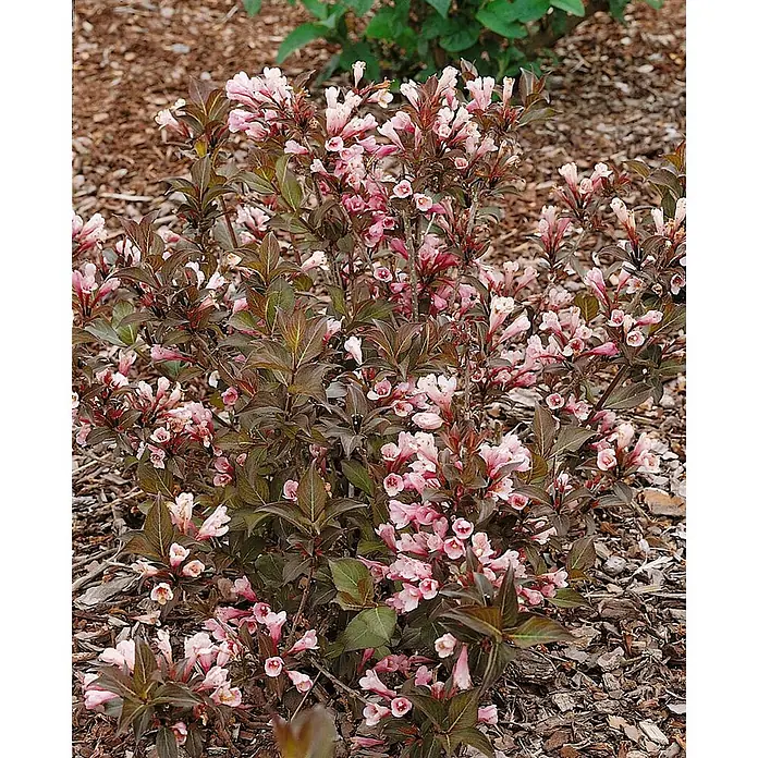 Pflanzen für dich Weigelie 40-60 cm - Weigela florida 'Nana Purpurea', 40 cm - 60 cm - Weigelienstrauch mit dunkelbronzenen Blättern und vielen hellrosa Glockenblüten, in Rindenmulch gepflanzt.