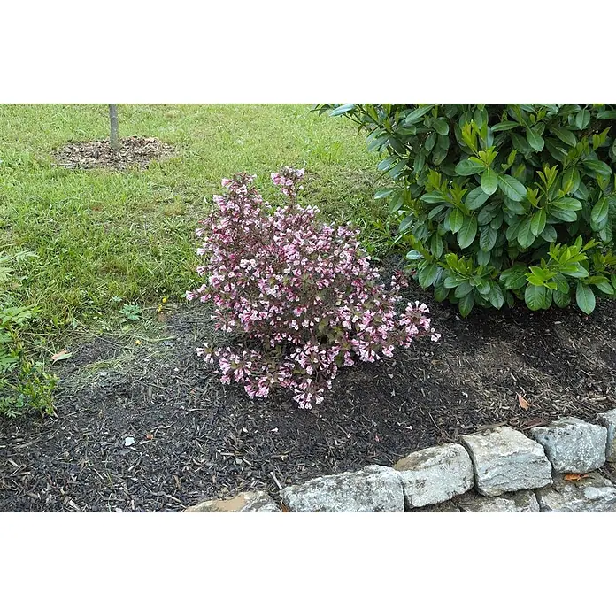 Pflanzen für dich Weigelie 40-60 cm - Weigela florida 'Nana Purpurea', 40 cm - 60 cm - Kompakter blühender Strauch mit vielen rosa glockenförmigen Blüten und dunklem Laub, in einem gemulchten Beet gepflanzt.