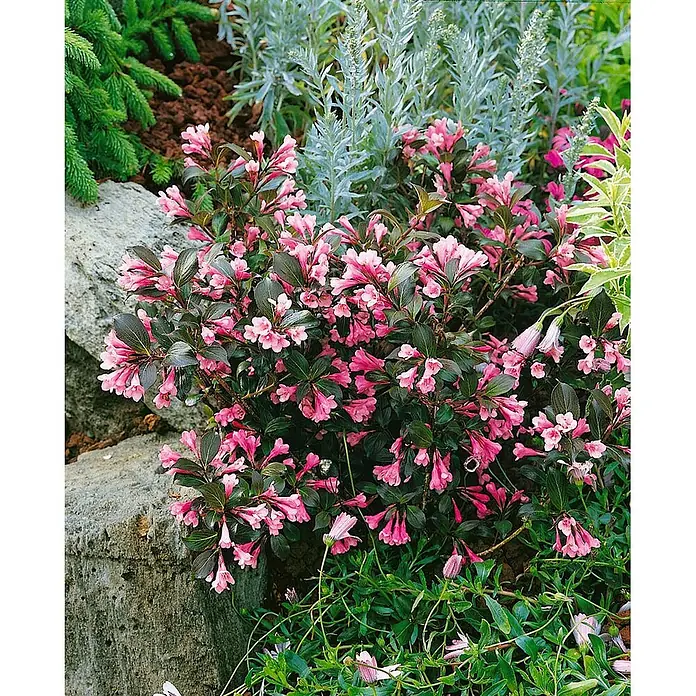 Pflanzen für dich Weigelie 40-60 cm - Weigela florida 'Nana Purpurea', 40 cm - 60 cm - Blühender Weigelienstrauch mit dunklen Blättern und zahlreichen rosa glockenförmigen Blüten im Garten.