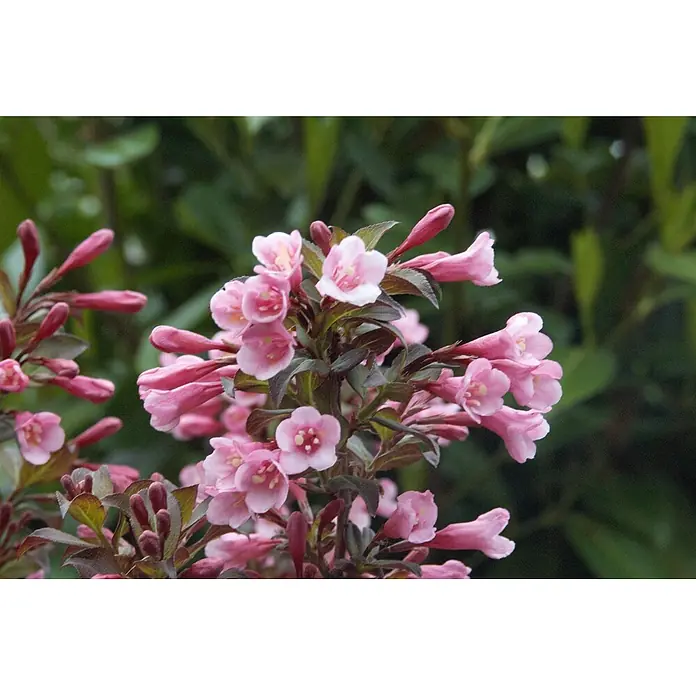 Pflanzen für dich Weigelie 40-60 cm - Weigela florida 'Nana Purpurea', 40 cm - 60 cm - Gruppe kleiner, hellrosa glockenförmiger Blüten mit dunklem Laub.