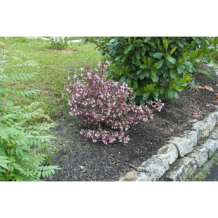 Pflanzen für dich Weigelie 40-60 cm - Weigela florida 'Nana Purpurea', 40 cm - 60 cm - Ein kompakter blühender Busch mit vielen kleinen rosa Blüten und dunklen Blättern, gepflanzt in einem gemulchten Gartenbeet mit Steinrand.