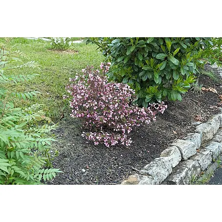 Pflanzen für dich  Weigelie 40-60 cm