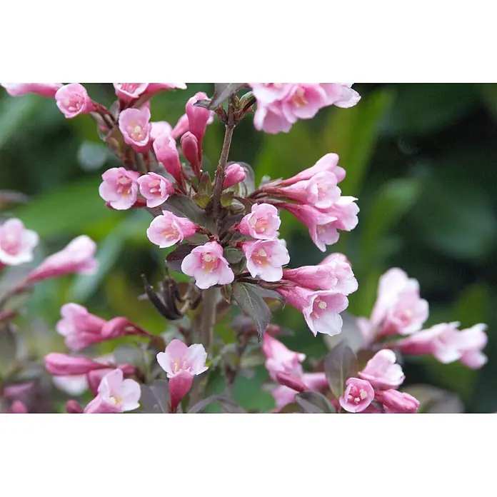 Pflanzen für dich Weigelie 40-60 cm - Weigela florida 'Nana Purpurea', 40 cm - 60 cm - Nahaufnahme einer Pflanze mit zahlreichen kleinen, hellrosa, glockenförmigen Blüten und dunklen Blättern.