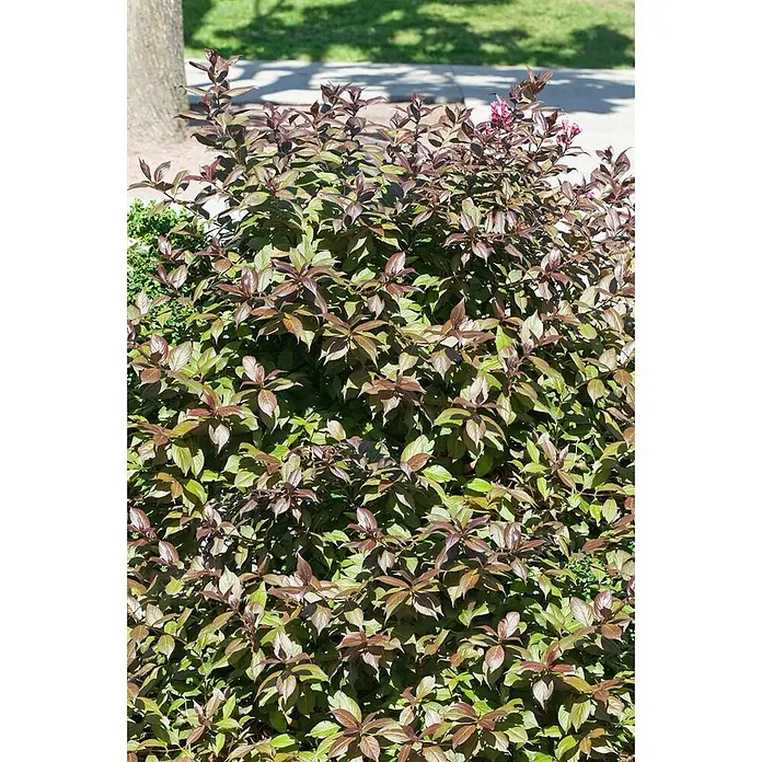 Pflanzen für dich Weigelie 40-50 cm - Weigela florida 'Minor Black', 40 cm - 50 cm - Busch mit grünen und rotbraunen Blättern, einigen kleinen rosa Blüten, wächst im Freien.
