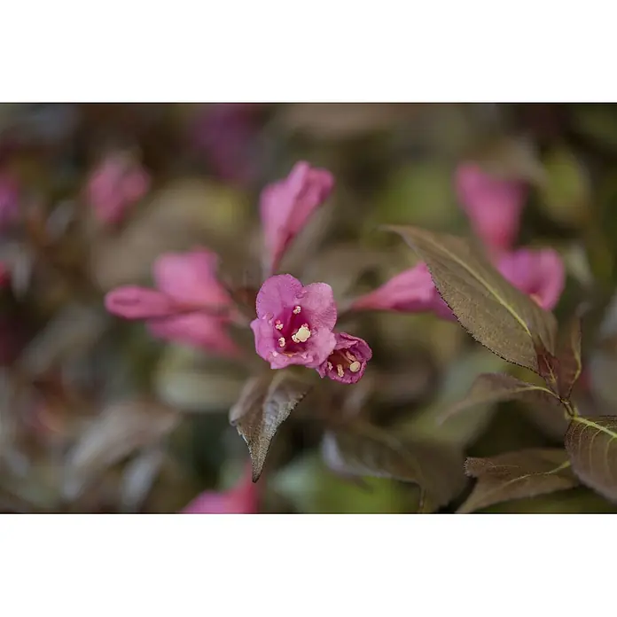 Pflanzen für dich Weigelie 40-50 cm - Weigela florida 'Minor Black', 40 cm - 50 cm - Nahaufnahme leuchtend pinker Blüten mit weißen Staubgefäßen an einer Pflanze mit dunklen, rotbraunen Blättern.