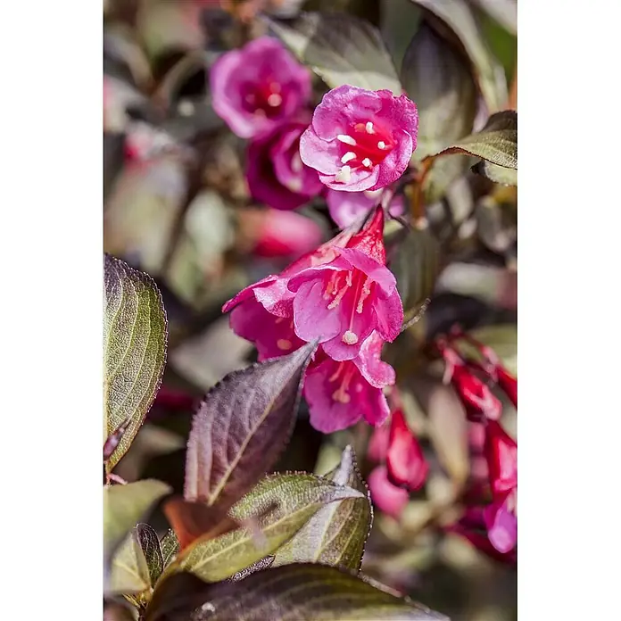 Pflanzen für dich Weigelie 40-50 cm - Weigela florida 'Minor Black', 40 cm - 50 cm - Rosafarbene Glockenblumen mit weißen Staubblättern, umgeben von dunkelgrünen und lilafarbenen Blättern.