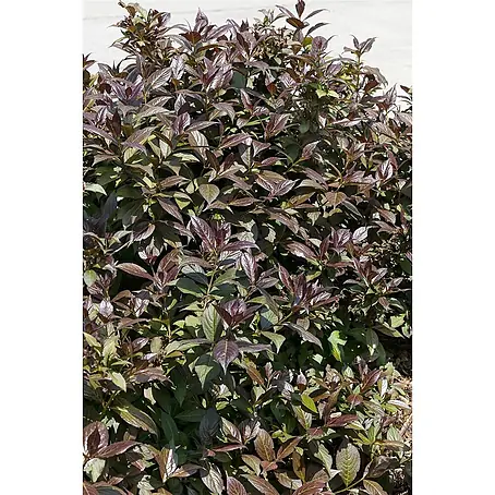 Pflanzen für dich  Weigelie 40-60 cm