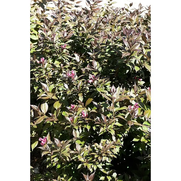 Pflanzen für dich Weigelie 40-50 cm - Weigela florida 'Minor Black', 40 cm - 50 cm - Ein blühender Strauch mit dunkelgrünen und bronzefarbenen Blättern und Büscheln kleiner rosa Blüten.