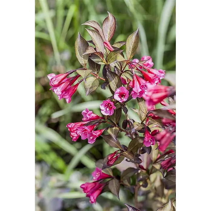 Pflanzen für dich Weigelie 40-50 cm - Weigela florida 'Minor Black', 40 cm - 50 cm - Leuchtend rosa, glockenförmige Blüten und dunkle Blätter an einem blühenden Strauch in natürlicher Umgebung.