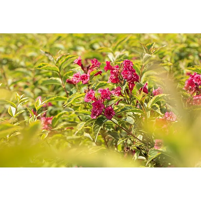 Pflanzen für dich Weigelie 60-100 cm - Weigela florida 'Brigela', 60 cm - 100 cm - Leuchtend rosa Blüten auf einer Pflanze mit grün-gelb panaschierten Blättern.