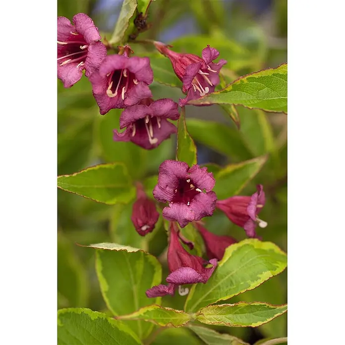 Pflanzen für dich Weigelie 60-100 cm - Weigela florida 'Brigela', 60 cm - 100 cm - Nahaufnahme von magentafarbenen, glockenförmigen Blüten an einer Pflanze mit panaschierten grün-gelben Blättern.