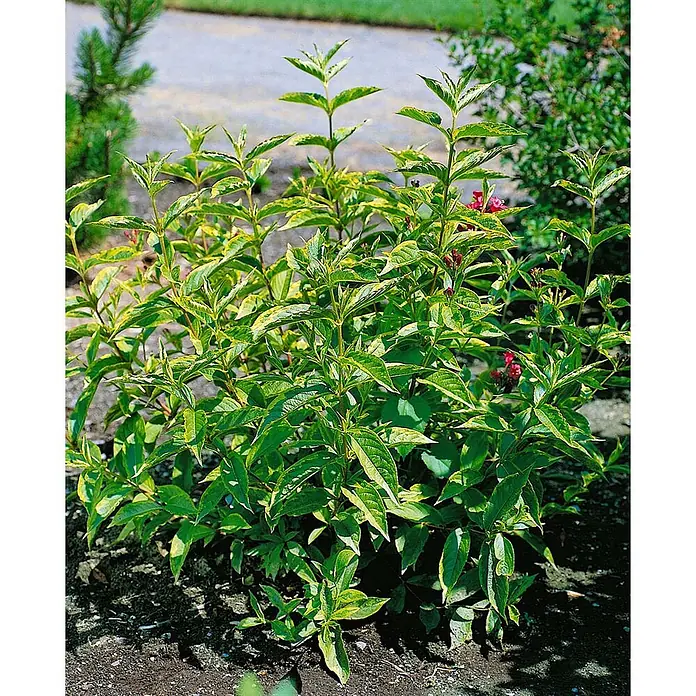 Pflanzen für dich Weigelie 60-100 cm - Weigela florida 'Brigela', 60 cm - 100 cm - Buntblättriger Strauch mit grün-gelben Blättern und kleinen rötlich-rosa Blüten, in einem Garten wachsend.