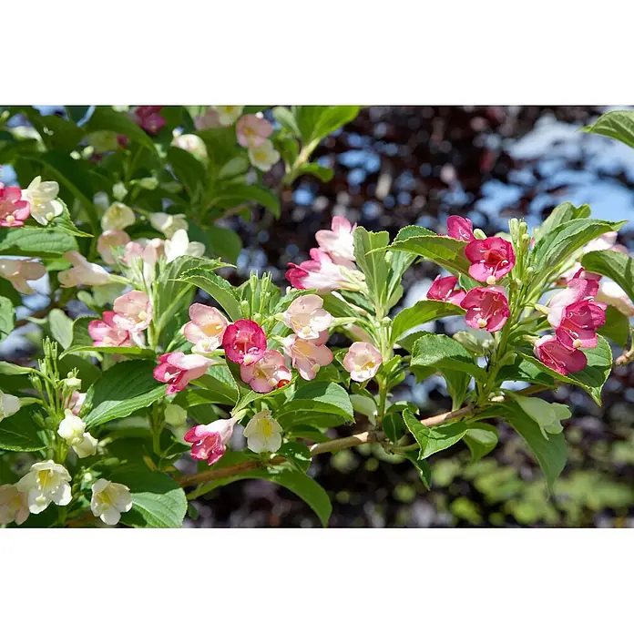 Pflanzen für dich Weigelie 40-60 cm - Weigela florida 'Majorie', 40 cm - 60 cm - Blühender Strauchzweig mit rosa-weißen glockenförmigen Blüten und grünen Blättern, hell im Sonnenlicht.