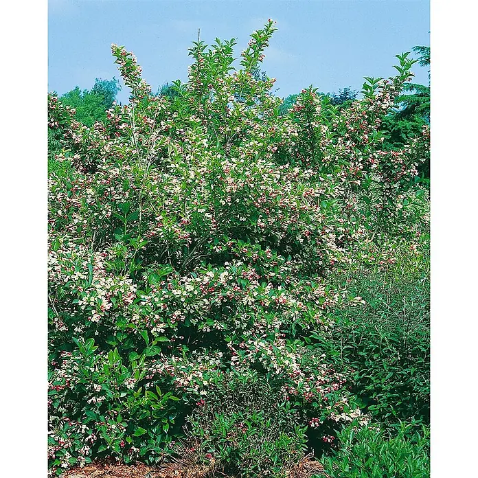 Pflanzen für dich Weigelie 40-60 cm - Weigela florida 'Majorie', 40 cm - 60 cm - Ein großer, dichter Strauch mit grünen Blättern und vielen weißen, rosa und roten glockenförmigen Blüten.