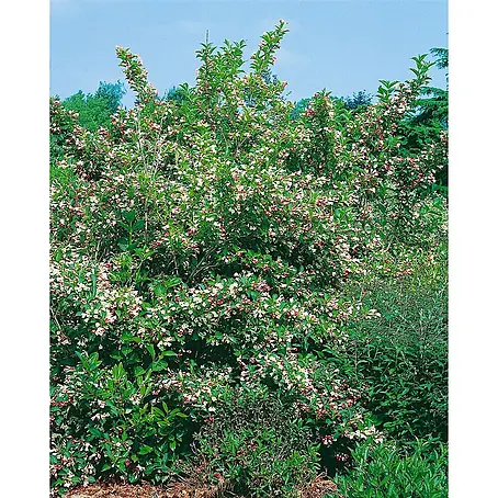Pflanzen für dich  Weigelie 40-60 cm