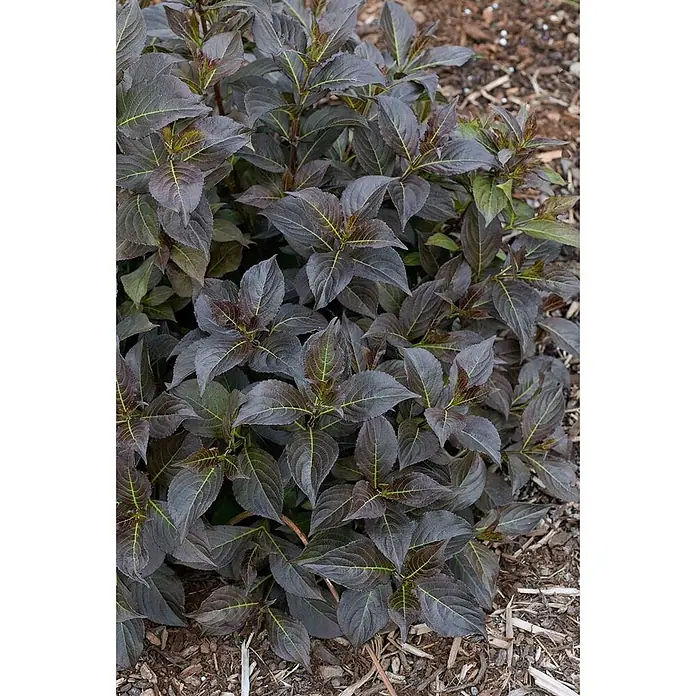 Pflanzen für dich Weigelie 40-60 cm - Weigela florida 'Ebony and Ivory', 40 cm - 60 cm - Dunkelblättrige Pflanze mit hellgrünen Adern, in Mulch gepflanzt.