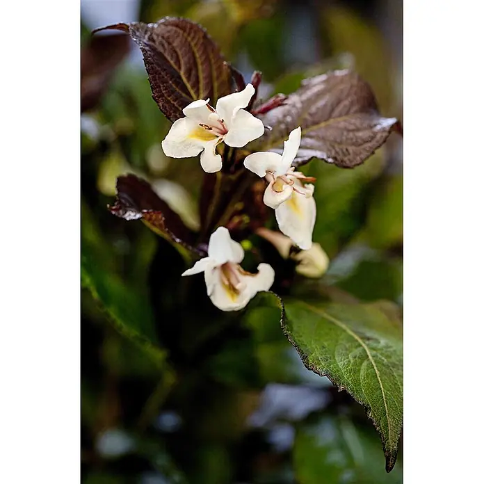 Pflanzen für dich Weigelie 40-60 cm - Weigela florida 'Ebony and Ivory', 40 cm - 60 cm - Drei zarte weiße Blüten mit gelber Mitte blühen zwischen markanten dunkelrotbraunen Blättern.