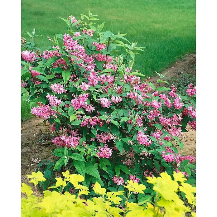 Pflanzen für dich Prunkspiere 80- 100 cm - Deutzia magnifica 'Tourbillon Rouge', 80 cm - 100 cm, Rosa - Strauch mit leuchtend rosa Blüten und üppig grünen Blättern in einer Gartenumgebung.