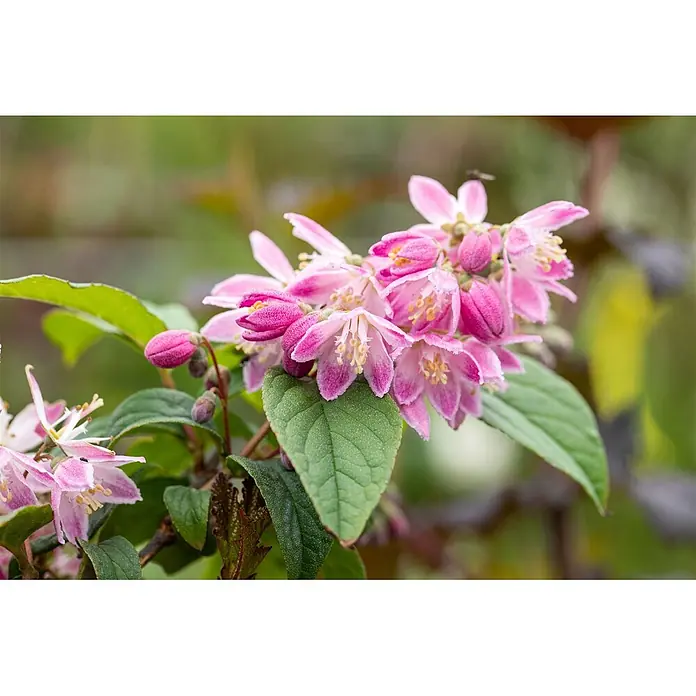 Pflanzen für dich Prunkspiere 80- 100 cm - Deutzia magnifica 'Tourbillon Rouge', 80 cm - 100 cm, Rosa - Nahaufnahme eines Büschels leuchtend rosa Blüten mit gelben Staubblättern, umgeben von grünen Blättern.