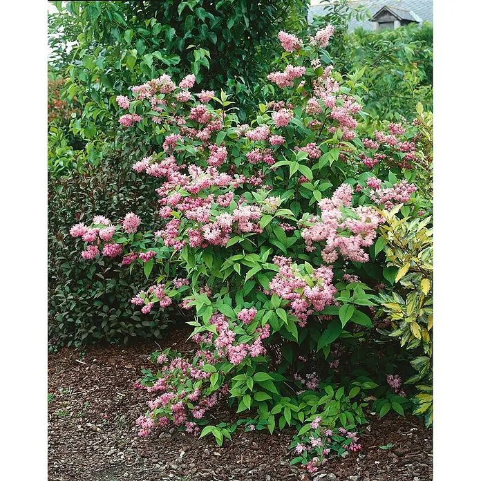 Pflanzen für dich Prunkspiere 80- 100 cm - Deutzia magnifica 'Tourbillon Rouge', 80 cm - 100 cm, Rosa - Üppiger grüner Strauch mit Büscheln kleiner rosa Blüten in einer Gartenumgebung.