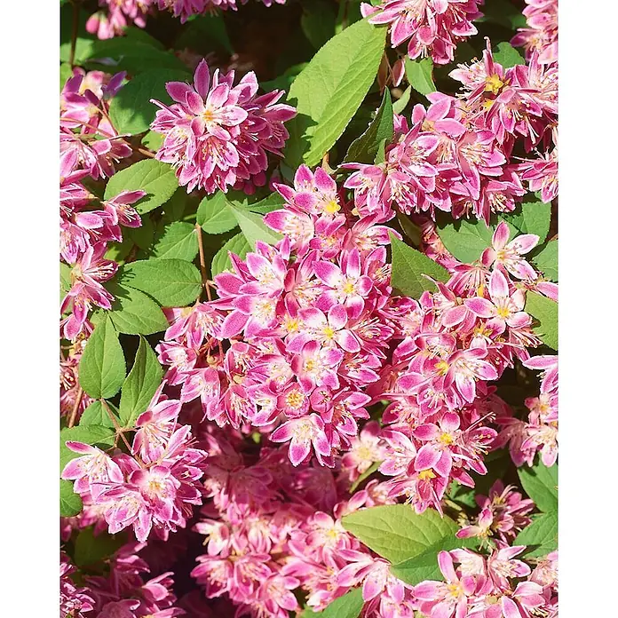 Pflanzen für dich Prunkspiere 80- 100 cm - Deutzia magnifica 'Tourbillon Rouge', 80 cm - 100 cm, Rosa - Leuchtend rosa sternförmige Blüten inmitten grüner Blätter.