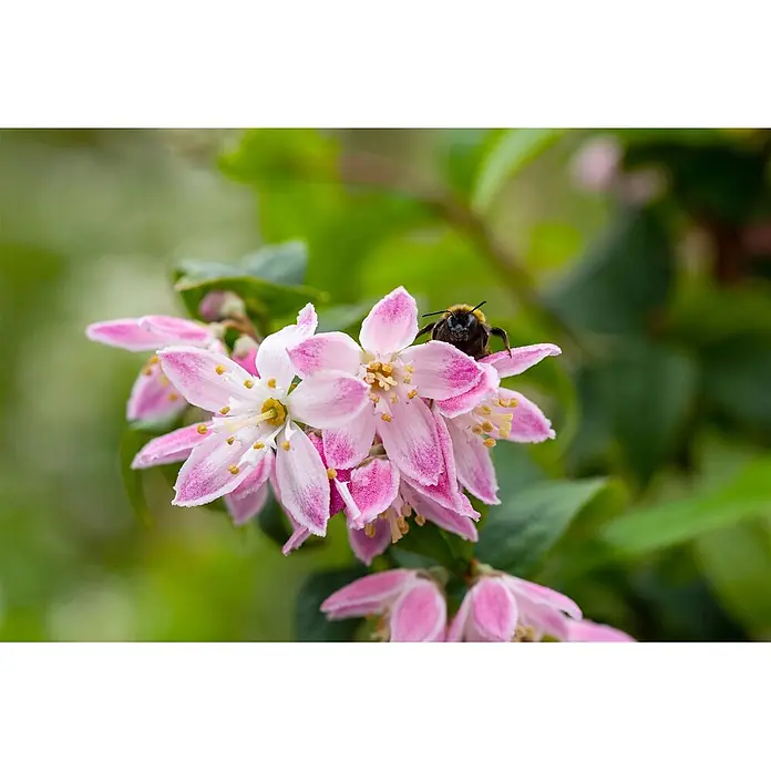 Pflanzen für dich Prunkspiere 60-100 - Deutzia x hybrida 'Strawberry Fields', 60 cm - 100 cm, Rosa - Eine pelzige Biene ruht auf leuchtenden rosa-weißen Blüten mit gelben Zentren.