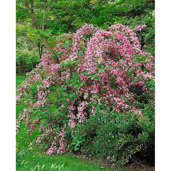 Pflanzen für dich Weigelie Weigelie - Weigela florida 'Rosea', 80 cm - 100 cm - Ein großer, leuchtend pinkfarbener Blütenstrauch, dicht mit Blüten bedeckt, in einer üppig grünen Gartenlandschaft.