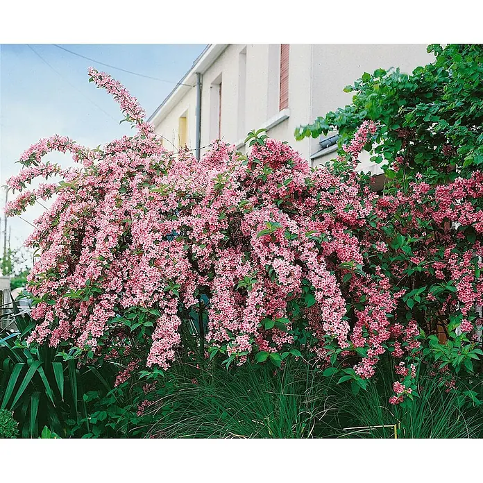 Pflanzen für dich Weigelie Weigelie - Weigela florida 'Rosea', 80 cm - 100 cm - Großer, leuchtend pinkfarbener Blütenstrauch neben einem Haus, bedeckt mit zahlreichen kleinen Blüten.