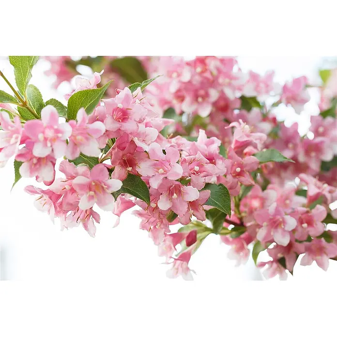 Pflanzen für dich Weigelie Weigelie - Weigela florida 'Rosea', 80 cm - 100 cm - Rosa und weiße Blüten mit grünen Blättern an einem Ast.