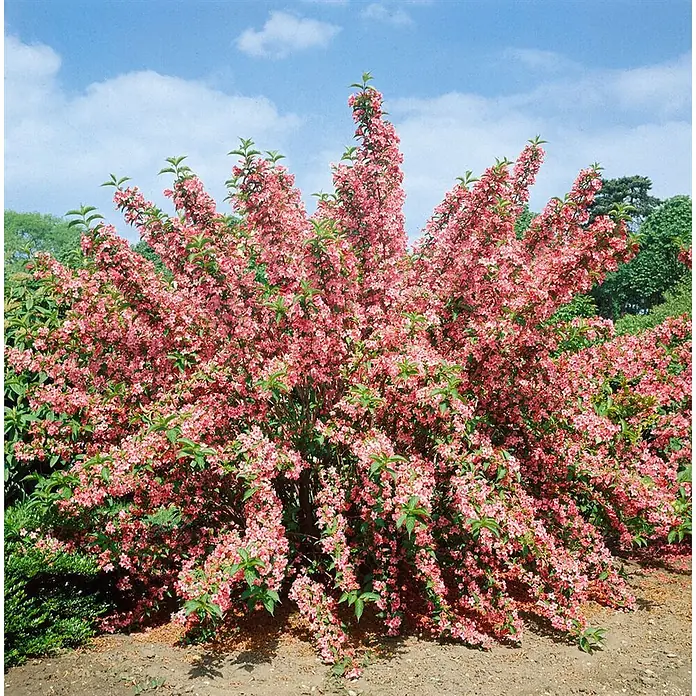 Pflanzen für dich Weigelie Weigelie - Weigela florida 'Rosea', 80 cm - 100 cm - Großer Strauch mit vielen leuchtend rosa Blüten und grünen Blättern, draußen blühend.
