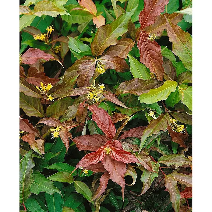 Pflanzen für dich Weigelie 60-80 cm - Diervilla sessiliflora 'Dise', 60 cm - 80 cm - Pflanze mit lebhaften roten und grünen Blättern, geschmückt mit kleinen gelben Blüten.