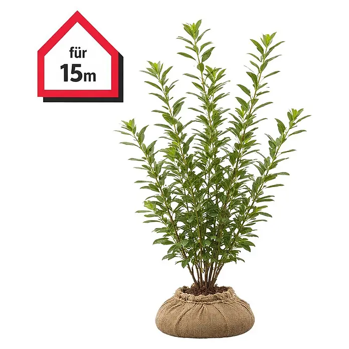 kirschlorbeer langsam wachsend Portugiesischer Kirschlorbeer (Prunus lusitanica 'Angustifolia') | 175-200  cm im Topf main image 1