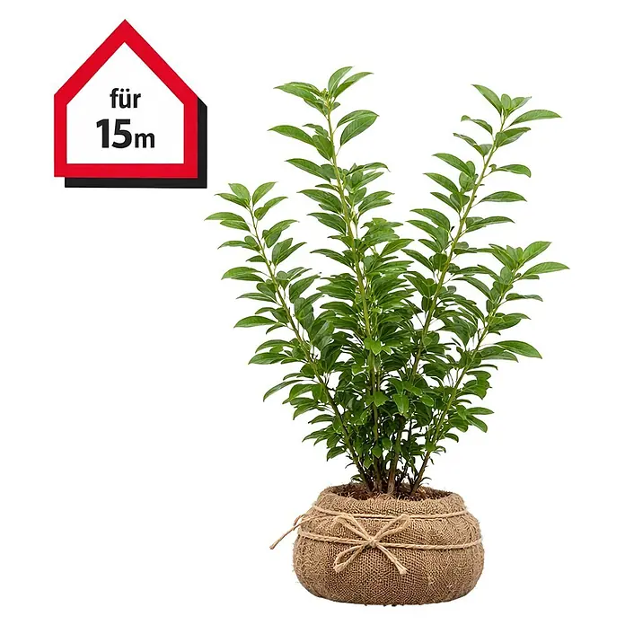 Piardino Kirschlorbeer Novita - 100 cm - 125 cm, Prunus laurocerasus 'Novita',  30 Stk. online kaufen bei BAUHAUS