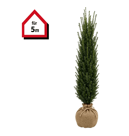 Piardino Heimische Eibe - 180 cm - 200 cm, Taxus baccata, 10 Stk. online  kaufen bei BAUHAUS