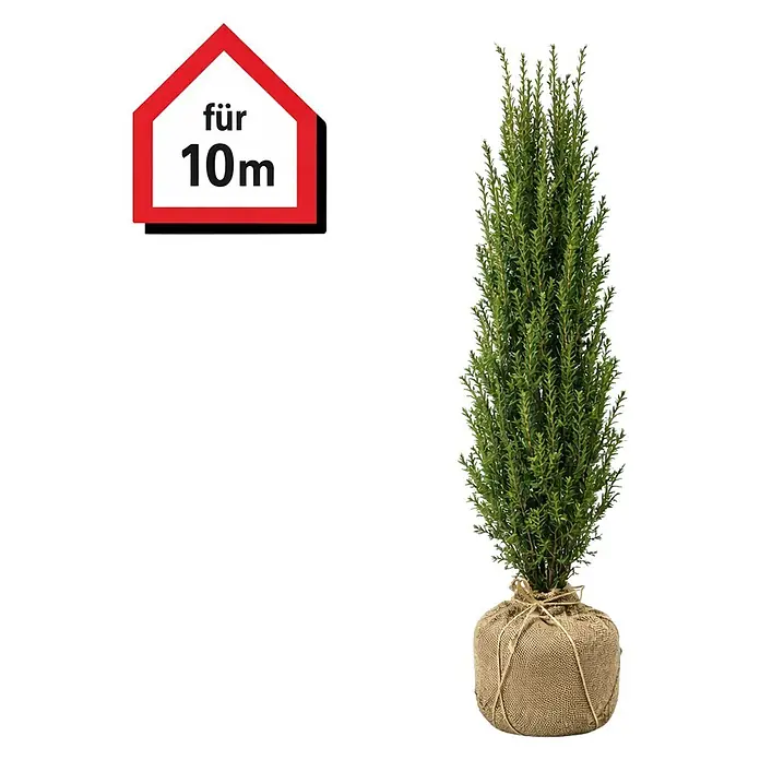 gruene zimmerpflanzen Dracaena Marginata vertakt | 160cm main image 1