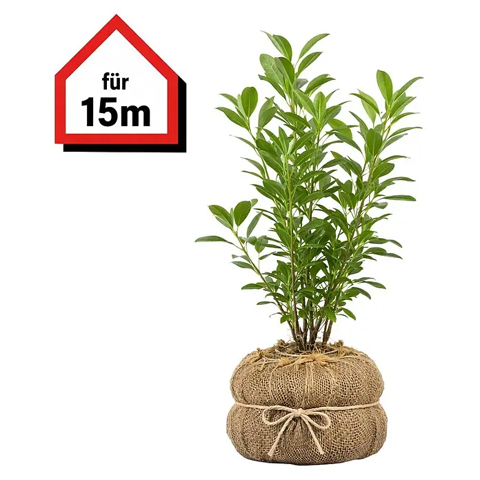 pflanzstab für monstera Hochwertige Pflanzstäbe aus GFK für Ihre Pflanzen – Fibrolux