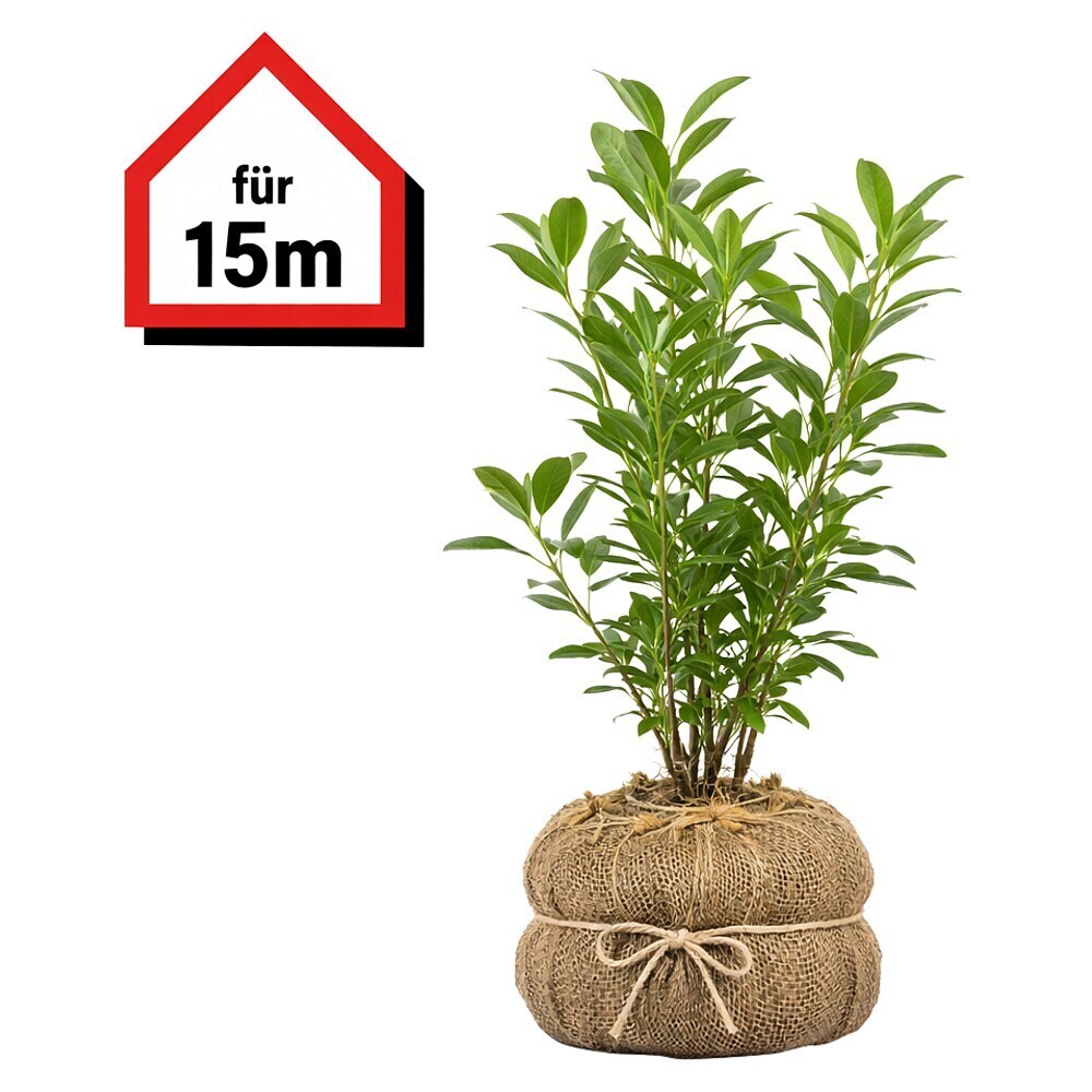 Piardino Kirschlorbeer Caucasica - 60 cm - 80 cm, Prunus laurocerasus ' Caucasica', 45 Stk. online kaufen bei BAUHAUS