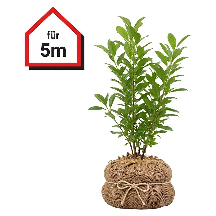 Piardino Kirschlorbeer Caucasica - 60 cm - 80 cm, Prunus laurocerasus  'Caucasica', 15 Stk. online kaufen bei BAUHAUS