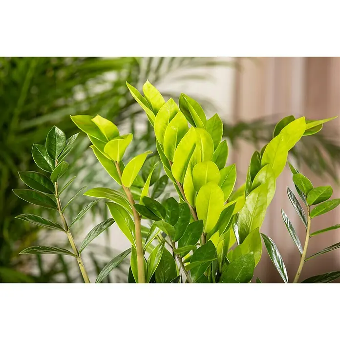 Piardino Glücksfeder - Zamioculcas zamiifolia, Topfgröße: 17 cm - Nahaufnahme einer Zamioculcas zamiifolia Pflanze mit grünen Blättern, die in einem Topf wächst und eine üppige, natürliche Atmosphäre schafft.