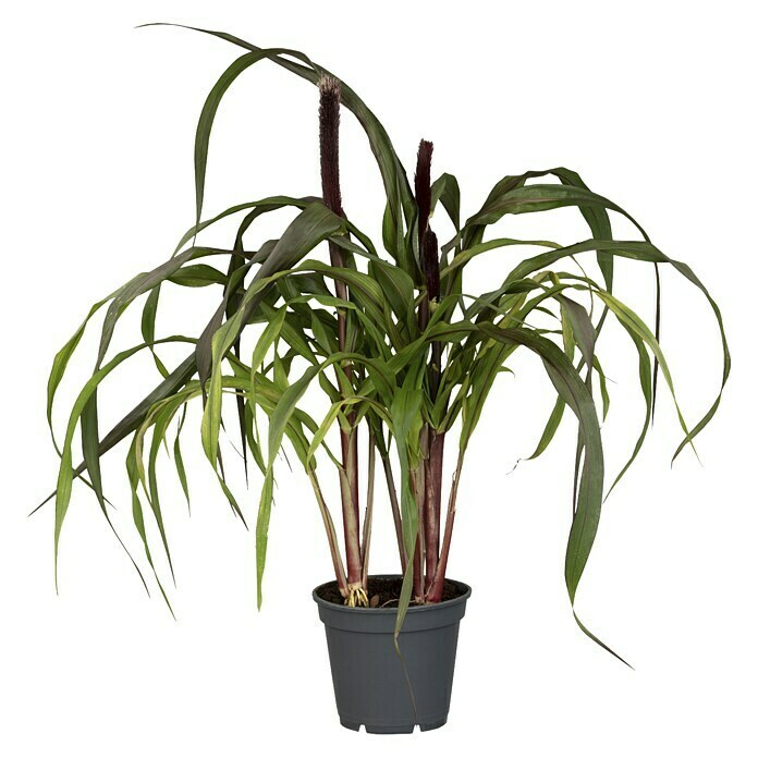 Pennisetum setaceum Rubrum 2
