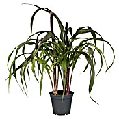 Pennisetum setaceum Rubrum 2