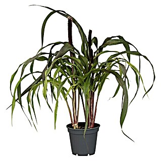 Piardino Federborstengras (Pennisetum advena rubrum, Topfgröße: 17 cm)